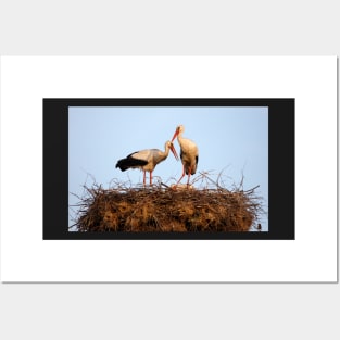 Storks nesting Posters and Art